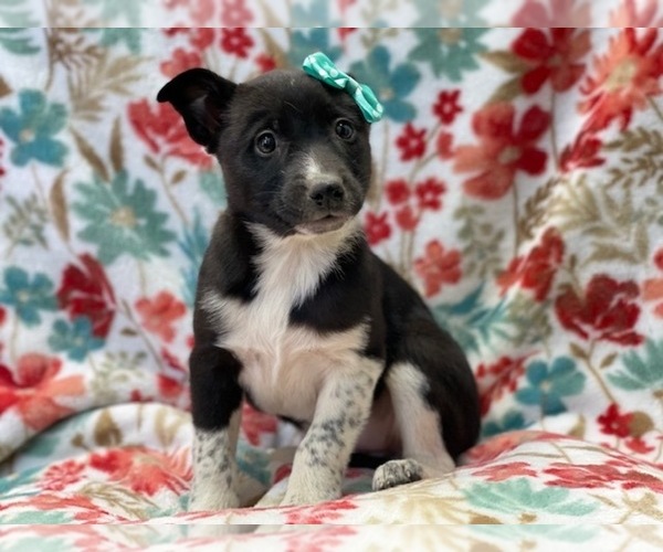 Medium Photo #3 Australian Cattle Dog-Border Collie Mix Puppy For Sale in LAKELAND, FL, USA