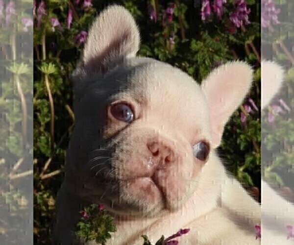 Medium Photo #6 French Bulldog Puppy For Sale in WINTER PARK, FL, USA