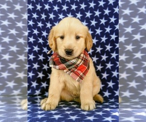 Golden Retriever Puppy for sale in COLERAIN, PA, USA