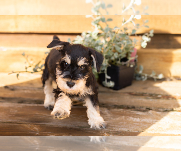 Medium Photo #4 Schnauzer (Miniature) Puppy For Sale in NAPPANEE, IN, USA