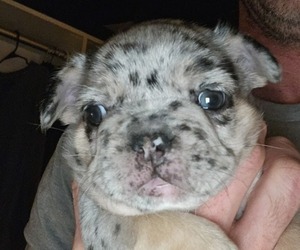 Medium French Bulldog