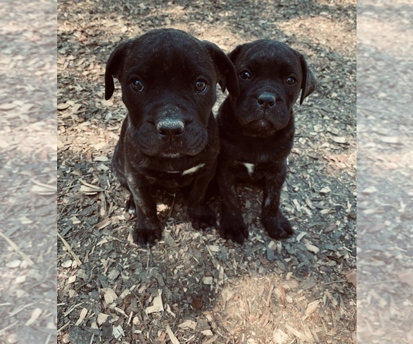 Medium Photo #1 Mastiff Puppy For Sale in BLACK ROCK, AR, USA