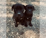 Small Photo #1 Mastiff Puppy For Sale in BLACK ROCK, AR, USA