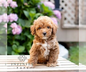 Goldendoodle (Miniature) Puppy for sale in LEOLA, PA, USA