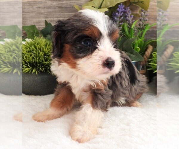 Medium Photo #2 Cavapoo Puppy For Sale in CARLISLE, KY, USA