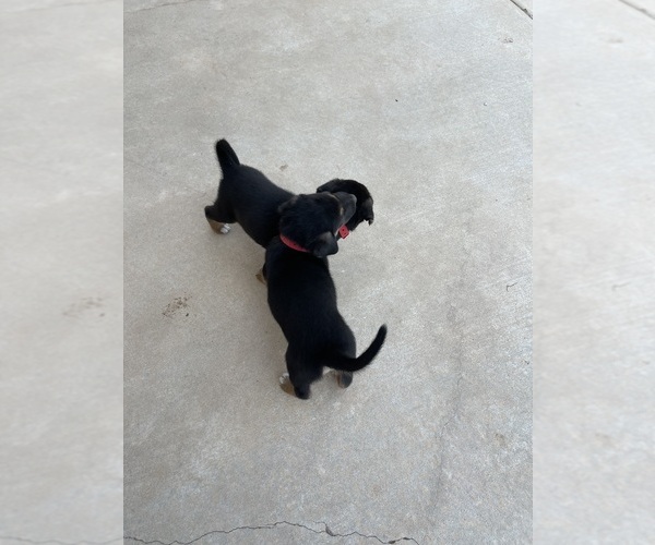 Medium Photo #2 Catahoula Leopard Dog-German Shepherd Dog Mix Puppy For Sale in WANETTE, OK, USA
