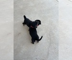 Small #1 Catahoula Leopard Dog-German Shepherd Dog Mix