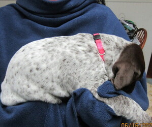 German Shorthaired Pointer Puppy for Sale in UPPER MARLBORO, Maryland USA