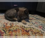 Puppy 6 Chow Chow-Siberian Husky Mix