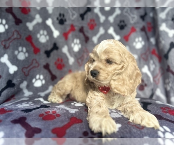Medium Photo #3 Cocker Spaniel Puppy For Sale in LAKELAND, FL, USA