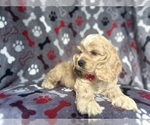Small #2 Cocker Spaniel