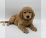 Small Photo #5 Golden Retriever Puppy For Sale in OCALA, FL, USA
