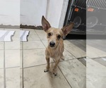 Small #1 Chihuahua Mix