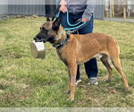 Small #1 Mutt
