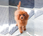 Small Photo #1 Cavapoo Puppy For Sale in SYRACUSE, IN, USA
