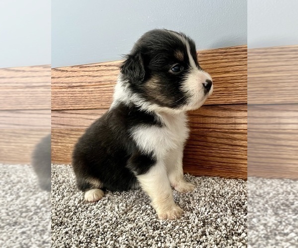 Medium Photo #7 Australian Shepherd Puppy For Sale in LODA, IL, USA