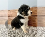 Small #6 Australian Shepherd