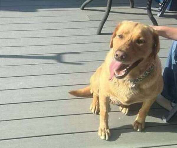 Medium Photo #10 Labrador Retriever Puppy For Sale in OLYMPIA, WA, USA