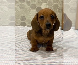 Dachshund Puppy for sale in CANOGA, NY, USA