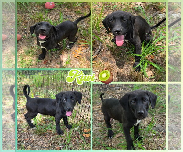 Medium Photo #1 Labrador Retriever-Unknown Mix Puppy For Sale in Blacksburg, SC, USA