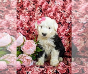 Old English Sheepdog Puppy for sale in CHRISTIANA, PA, USA