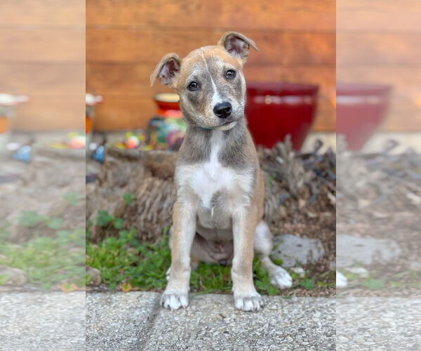 Medium Photo #7 Mutt Puppy For Sale in PIPE CREEK, TX, USA