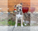 Small #6 Mutt