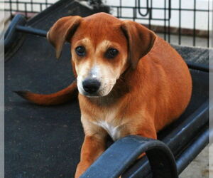Madison - Female Labrador Retriever-Unknown Mix Dog for Adoption - Photo #11