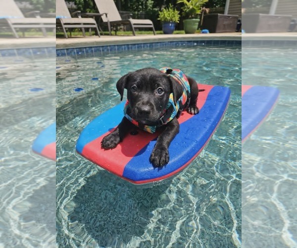 Medium Photo #3 Labrador Retriever-Unknown Mix Puppy For Sale in Royal Palm Beach, FL, USA