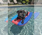 Small #2 Labrador Retriever Mix
