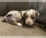 Small Photo #3 Miniature Australian Shepherd Puppy For Sale in LAS VEGAS, NV, USA