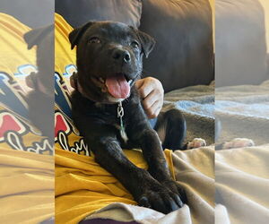 Labrador Retriever-Unknown Mix Dogs for adoption in Clarkston, MI, USA