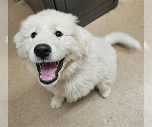 Great Pyrenees Dogs for adoption in Frisco, CO, USA