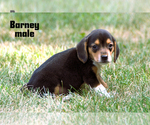 Small #2 Beagle