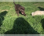 Small Photo #4 Labrador Retriever Puppy For Sale in DUNNEGAN, MO, USA