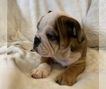Small Photo #12 English Bulldog Puppy For Sale in JOHNS ISLAND, SC, USA