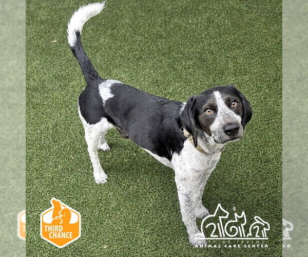 Medium Photo #1 Pointer Puppy For Sale in Irvine, CA, USA