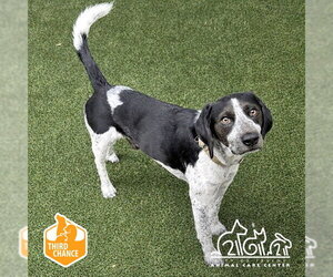 Pointer Dogs for adoption in Irvine, CA, USA