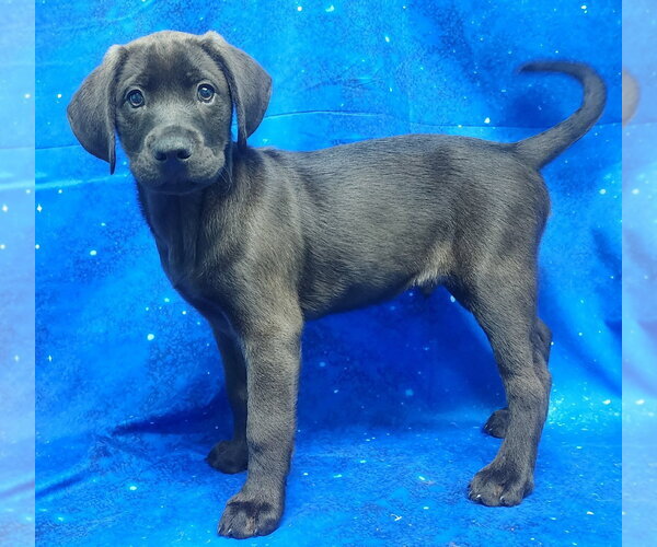 Medium Photo #3 Labrador Retriever-Unknown Mix Puppy For Sale in Wetumpka, AL, USA