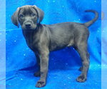 Small #2 Labrador Retriever Mix