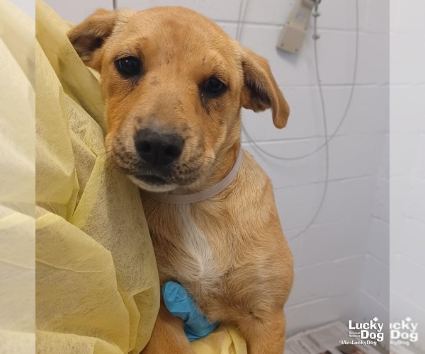 Medium Photo #2 Labrador Retriever-Unknown Mix Puppy For Sale in Washington, DC, USA