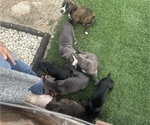 Small Cane Corso