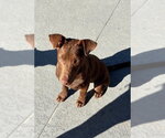 Small #2 Labrador Retriever Mix