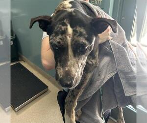 Catahoula Leopard Dog-Unknown Mix Dogs for adoption in Newton, NC, USA