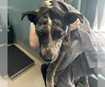Small Catahoula Leopard Dog Mix