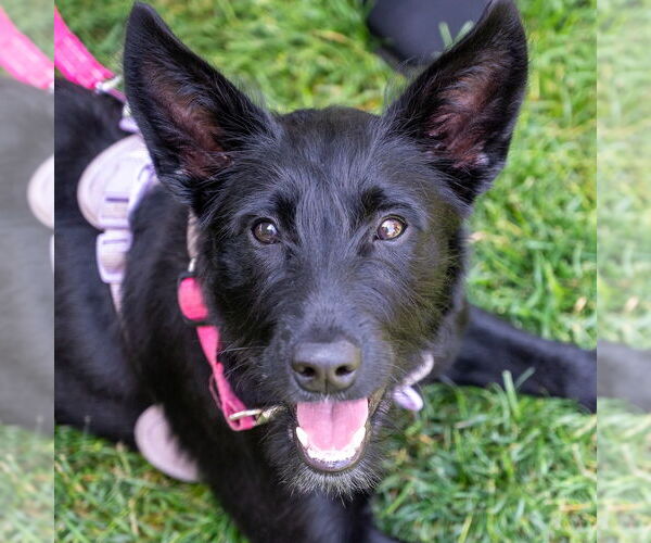 Medium Photo #8 Mutt Puppy For Sale in Mundelein, IL, USA