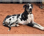 Small Photo #1 Great Dane Puppy For Sale in GRANBURY, TX, USA