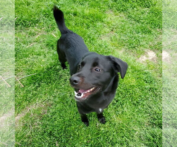 Medium Photo #4 Labrador Retriever-Unknown Mix Puppy For Sale in New Castle, DE, USA