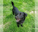 Small #3 Labrador Retriever Mix