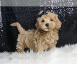 Puppy Fisher F1 Maltipoo